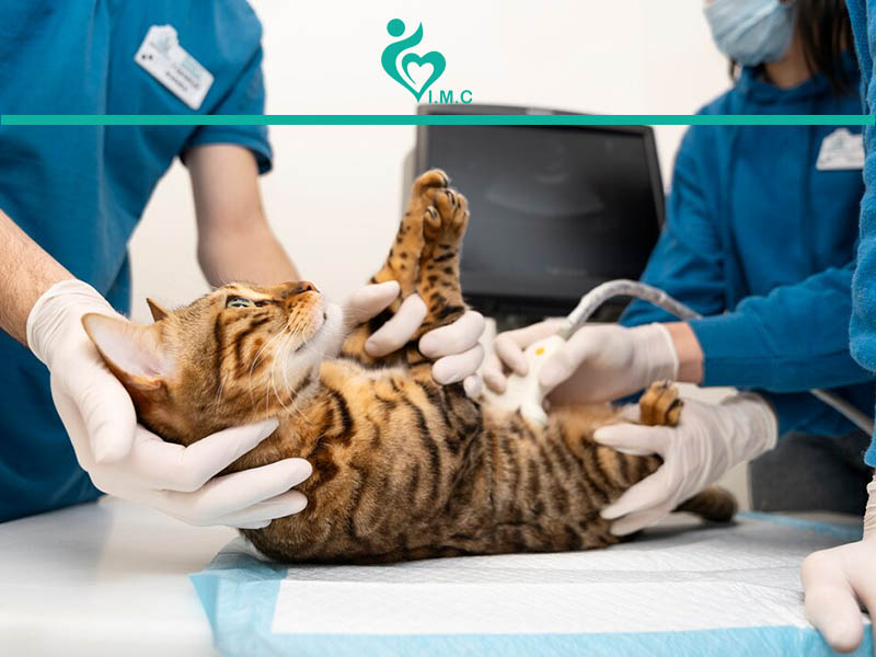 بازار کار و درآمد رشته دامپزشکی